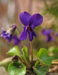 Viola odorata