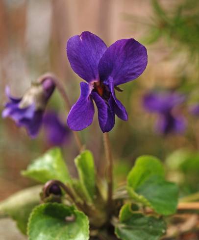 Fotografia de capa Viola odorata - do Jardim Botânico