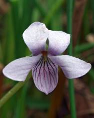 Fotografia da espécie Viola palustris subesp. palustris