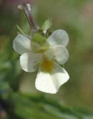 Viola arvensis