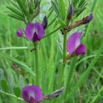 Fotografia 12 da espécie Vicia angustifolia do Jardim Botânico UTAD