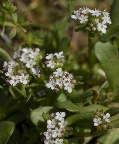 Fotografia de capa Valerianella echinata - do Jardim Botânico