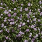 Fotografia 14 da espécie Trifolium resupinatum do Jardim Botânico UTAD