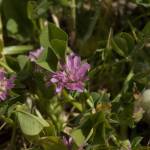 Fotografia 15 da espécie Trifolium resupinatum do Jardim Botânico UTAD