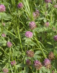 Trifolium medium subesp. medium