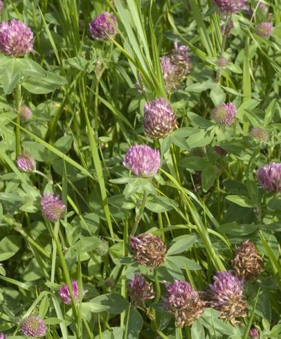 Fotografia de capa Trifolium medium subesp. medium - do Jardim Botânico