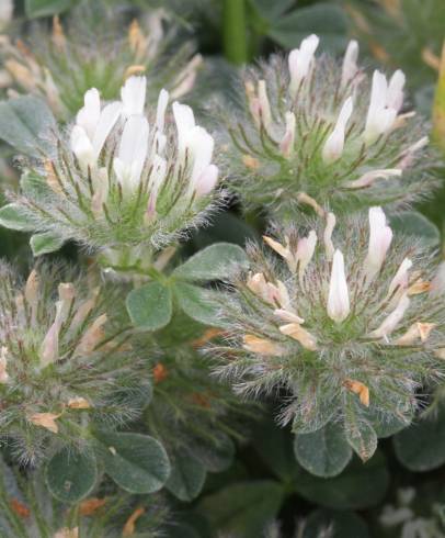 Fotografia de capa Trifolium cherleri - do Jardim Botânico