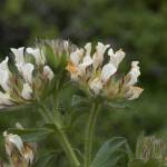 Fotografia 7 da espécie Trifolium cherleri do Jardim Botânico UTAD