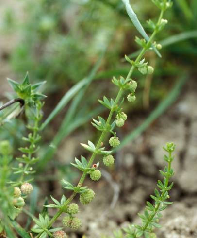 Fotografia de capa Galium verrucosum - do Jardim Botânico