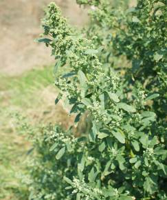 Fotografia da espécie Chenopodium ficifolium