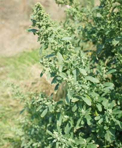 Fotografia de capa Chenopodium ficifolium - do Jardim Botânico