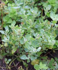 Fotografia da espécie Chenopodium vulvaria