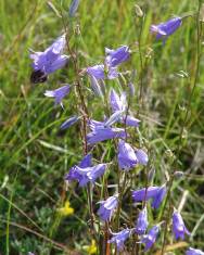 Fotografia da espécie Campanula rapunculus