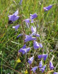 Campanula rapunculus