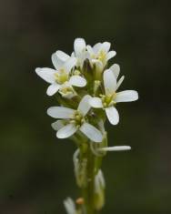 Fotografia da espécie Arabis planisiliqua