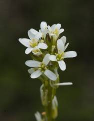 Arabis planisiliqua