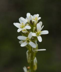 Fotografia da espécie Arabis planisiliqua