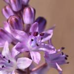 Fotografia 7 da espécie Scilla autumnalis do Jardim Botânico UTAD