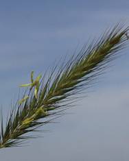 Fotografia da espécie Hordeum secalinum