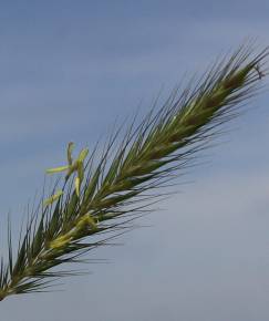 Fotografia da espécie Hordeum secalinum