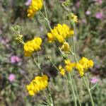 Fotografia 5 da espécie Coronilla juncea do Jardim Botânico UTAD