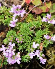 Fotografia da espécie Thymus caespititius