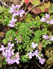 Thymus caespititius