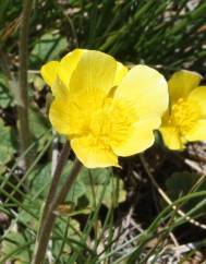 Ranunculus nigrescens