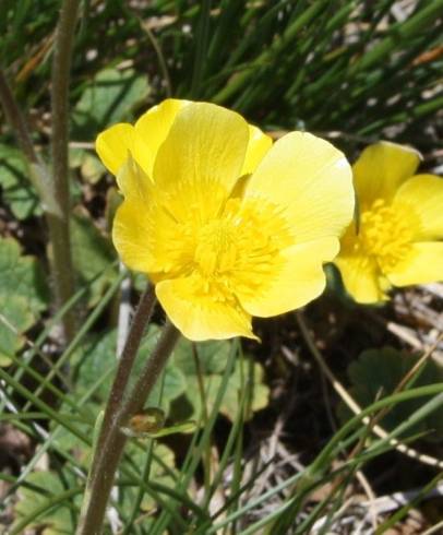 Fotografia de capa Ranunculus nigrescens - do Jardim Botânico