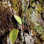 Fotografia 1 da espécie Ranunculus bupleuroides do Jardim Botânico UTAD