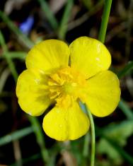 Fotografia da espécie Ranunculus bupleuroides