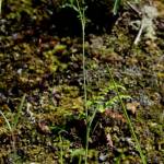 Fotografia 4 da espécie Ranunculus bupleuroides do Jardim Botânico UTAD
