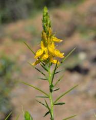 Fotografia da espécie Genista hirsuta subesp. hirsuta