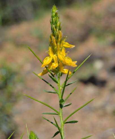 Fotografia de capa Genista hirsuta subesp. hirsuta - do Jardim Botânico