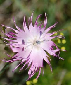 Fotografia da espécie Dianthus broteri