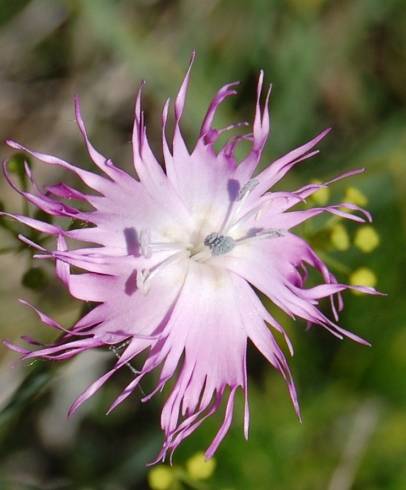 Fotografia de capa Dianthus broteri - do Jardim Botânico