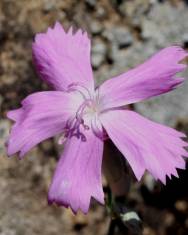 Fotografia da espécie Dianthus crassipes