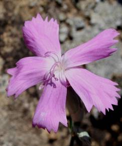 Fotografia da espécie Dianthus crassipes