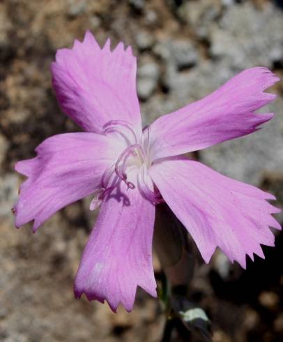 Fotografia de capa Dianthus crassipes - do Jardim Botânico