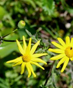 Fotografia da espécie Senecio gallicus