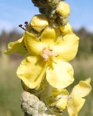 Fotografia da espécie Verbascum pulverulentum