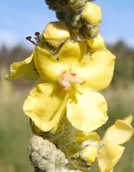 Verbascum pulverulentum