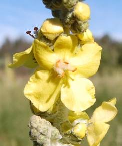 Fotografia da espécie Verbascum pulverulentum