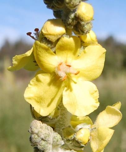 Fotografia de capa Verbascum pulverulentum - do Jardim Botânico