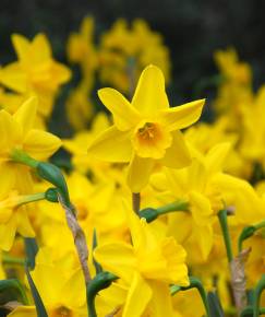 Fotografia da espécie Narcissus jonquilla