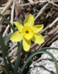 Narcissus rupicola