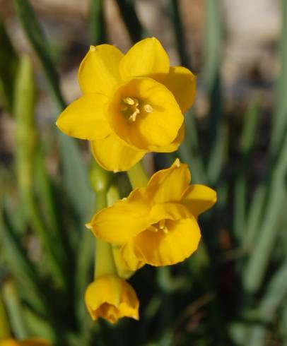Fotografia de capa Narcissus calcicola - do Jardim Botânico