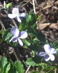 Fotografia da espécie Viola arborescens