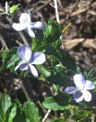 Viola arborescens