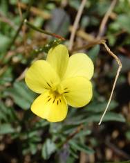 Fotografia da espécie Viola langeana